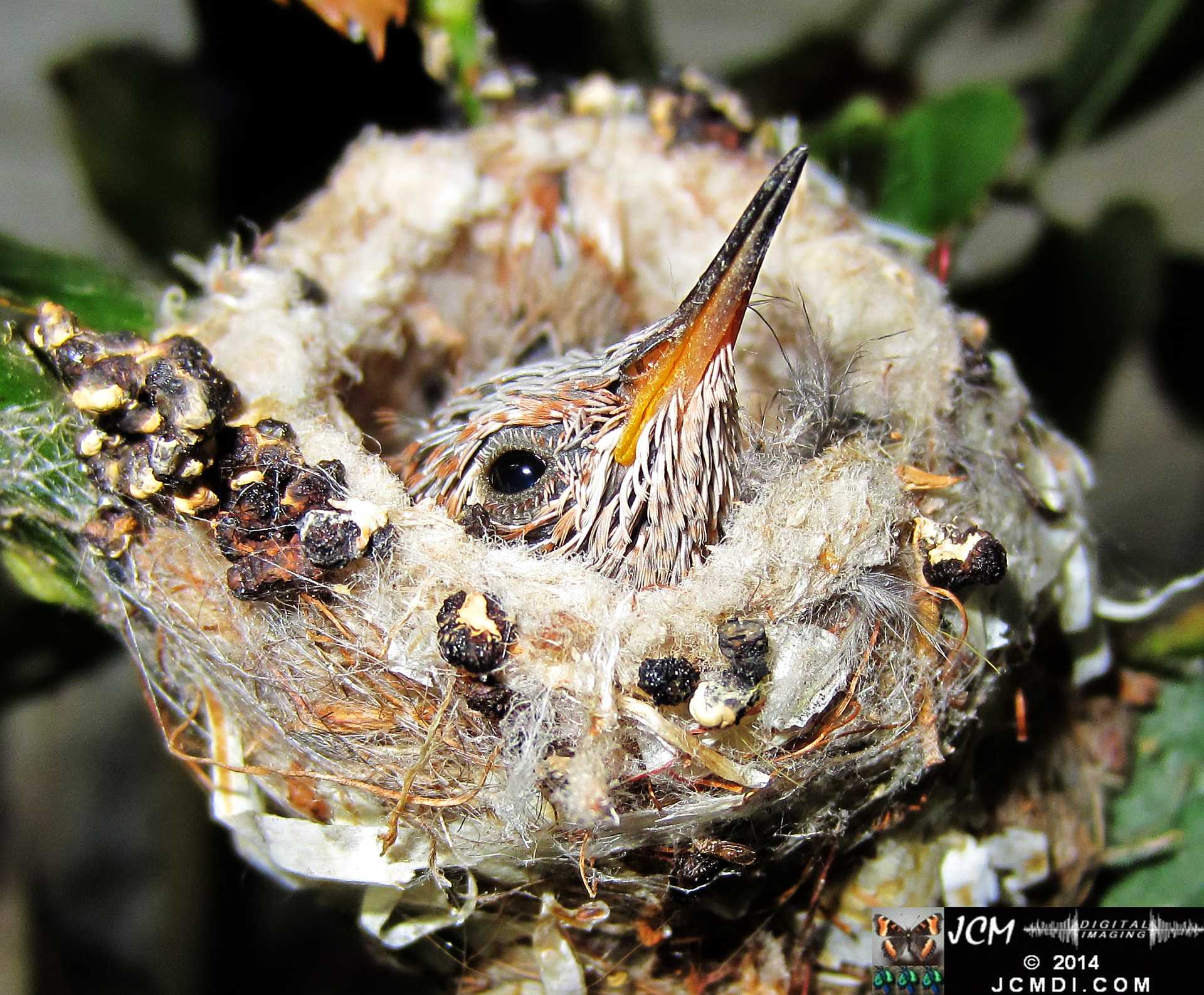 Allens Hummingbird Chick in Nest Close-Up